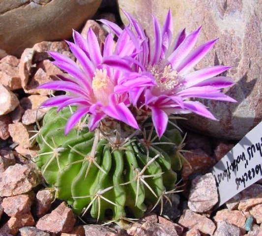 Stenocactus_phyllacanthus